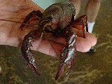 5th Annual Crawfish Boil - April 13, 2003 - Winfrey Point