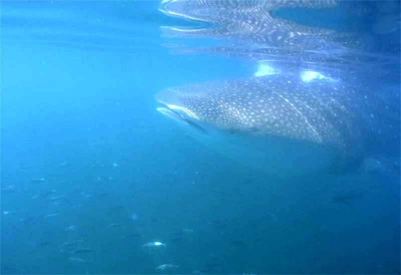 Whale Shark Expedition at Holbox, Mexico